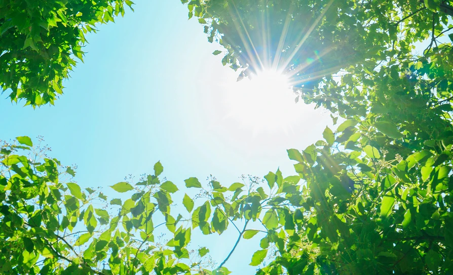 木々の間から差し込む爽やかな太陽の光